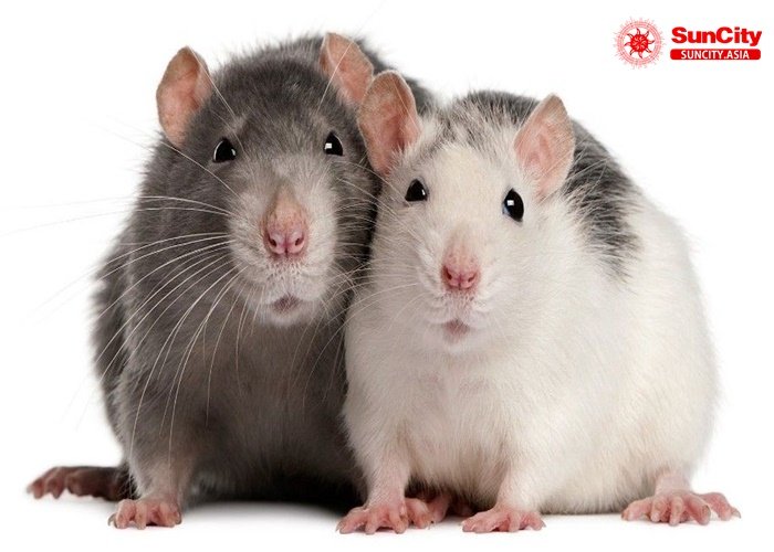 Chiêm bao thấy chuột có ý nghĩa gì 